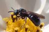 Ceratina chalybea
